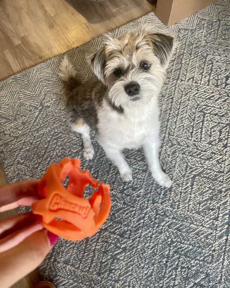 NolaTheMuttPup's tweet photo. A little too much lovin on her @chuckittoys ball π wonder if it tasted delish? #chuckit #yum #FavoriteBall #puppylove https://t.co/55xwWlPaH0