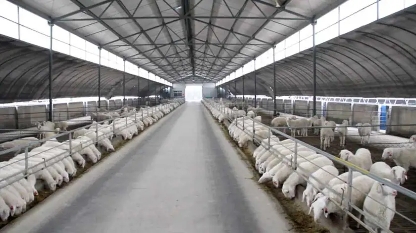 WorldlyHQ's tweet photo. If you are interested in modern sheep farming, like and retweet. https://t.co/yZCpH8qQvt