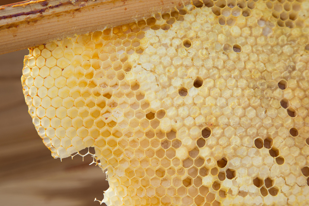 beebuiltsupply's tweet photo. Are your bees behaving? Whether you’re a first-time beekeeper or a full-on veteran, we’d love to hear about your craziest beekeeping story! Everybody’s got one–share yours and let’s learn from each other.
#beekeeping #beebuilt https://t.co/Gl45ADUYbW