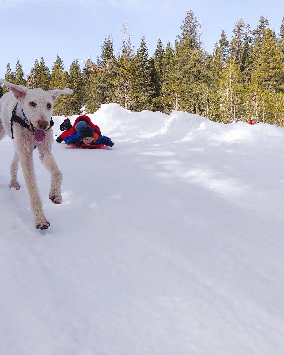 The kind of dog that would give you a hug after a hard day without even having to ask. He just knew. The best stroller guard, swimmer, hiker, and snow hound. We had eight fun years with him. Not enough, but it was jam packed with love. 💕