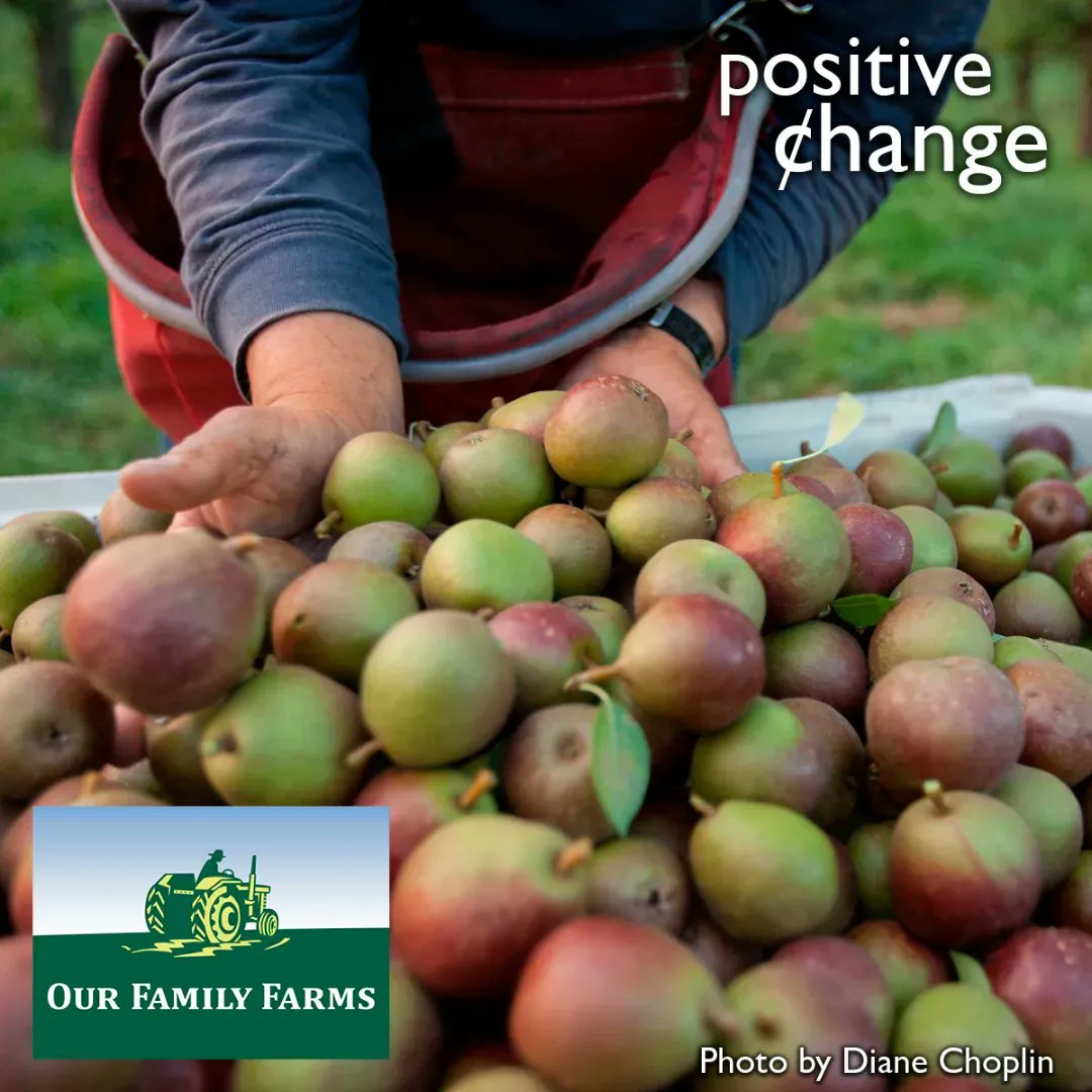MedfordFoodCoop's tweet photo. We're creating #PositiveChange for @OurFamilyFarms to help support their general operations, including educational programs such as: Weed Control Alternatives to Plastic, Seed Saving, &amp; On-Farm Workshops. Find out how you can help🚜 → https://t.co/nhpr8ED2jR https://t.co/pTlelADoYl