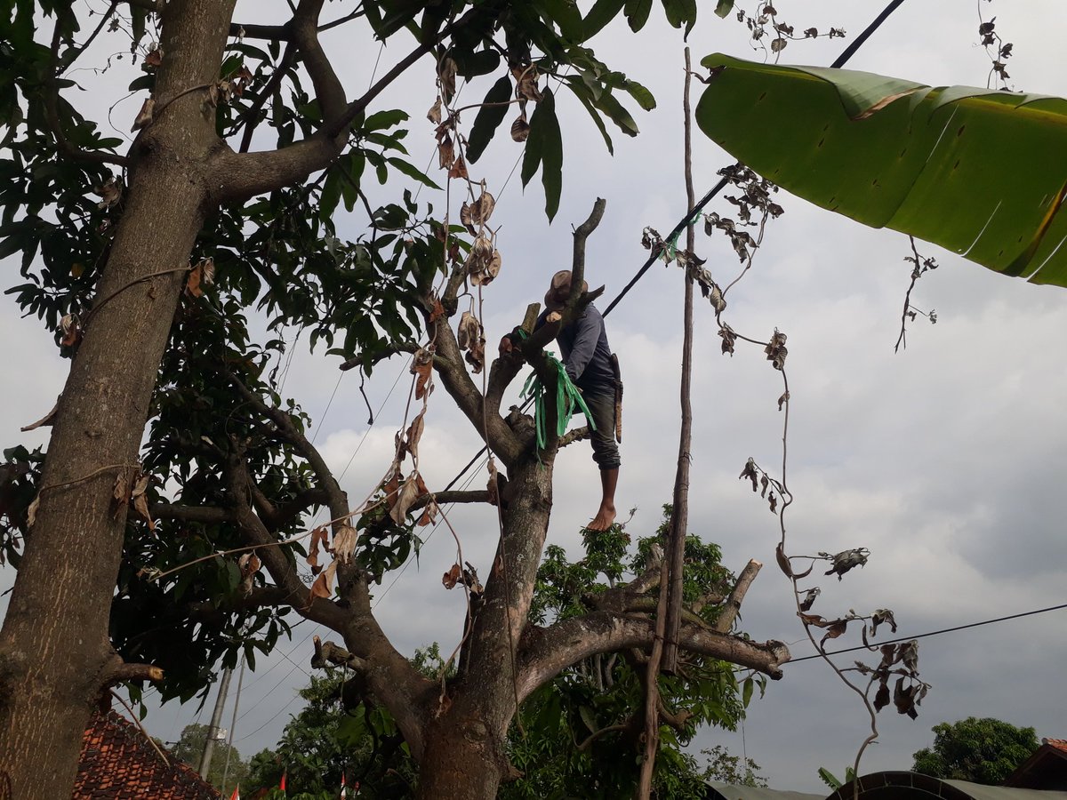 adesaray's tweet photo. Mohon ijin melaporkan @pln_123 kabel hitam antar Tiang mengendor rentan Putus diDesa Cempeh Blok Jemeti Rt.09 RW.03 Kec. Lelea. Mohon segera dilakukan penanganan.
@pln_123 
@InfoJatibarang 
@indramayukab 
@Indramayu_Post https://t.co/BER5qB1uZs