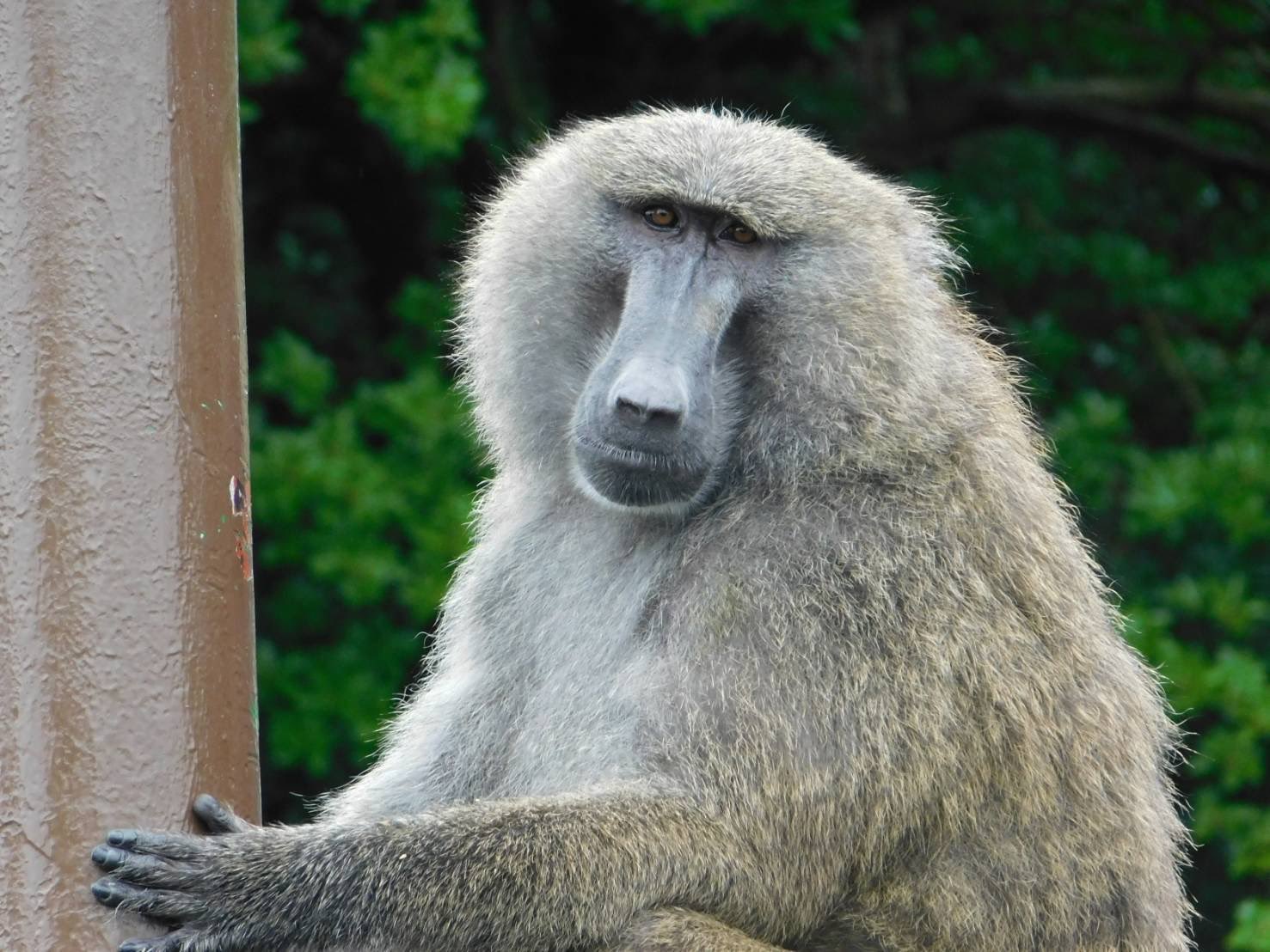 日本モンキーセンター 公式 本日のオンラインガイドはヒヒの城からです 今回初めてのオンラインガイドで緊張していますが 精一杯ヒヒの魅力をお伝えしていきたいと思います 開始時間は12時15分より始めます 川原 T Co Yquknm4kxi