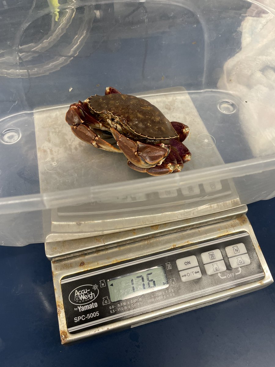EmGLim's tweet photo. After striking out at a few sites we finally hit the crab jackpot! It’s been an all hands on deck situation measuring their pee and I’m SO grateful to @kiarakattler, @bickell_andrew, @ElizabethOishi and Bridget for helping out! https://t.co/XDSy8VK90T