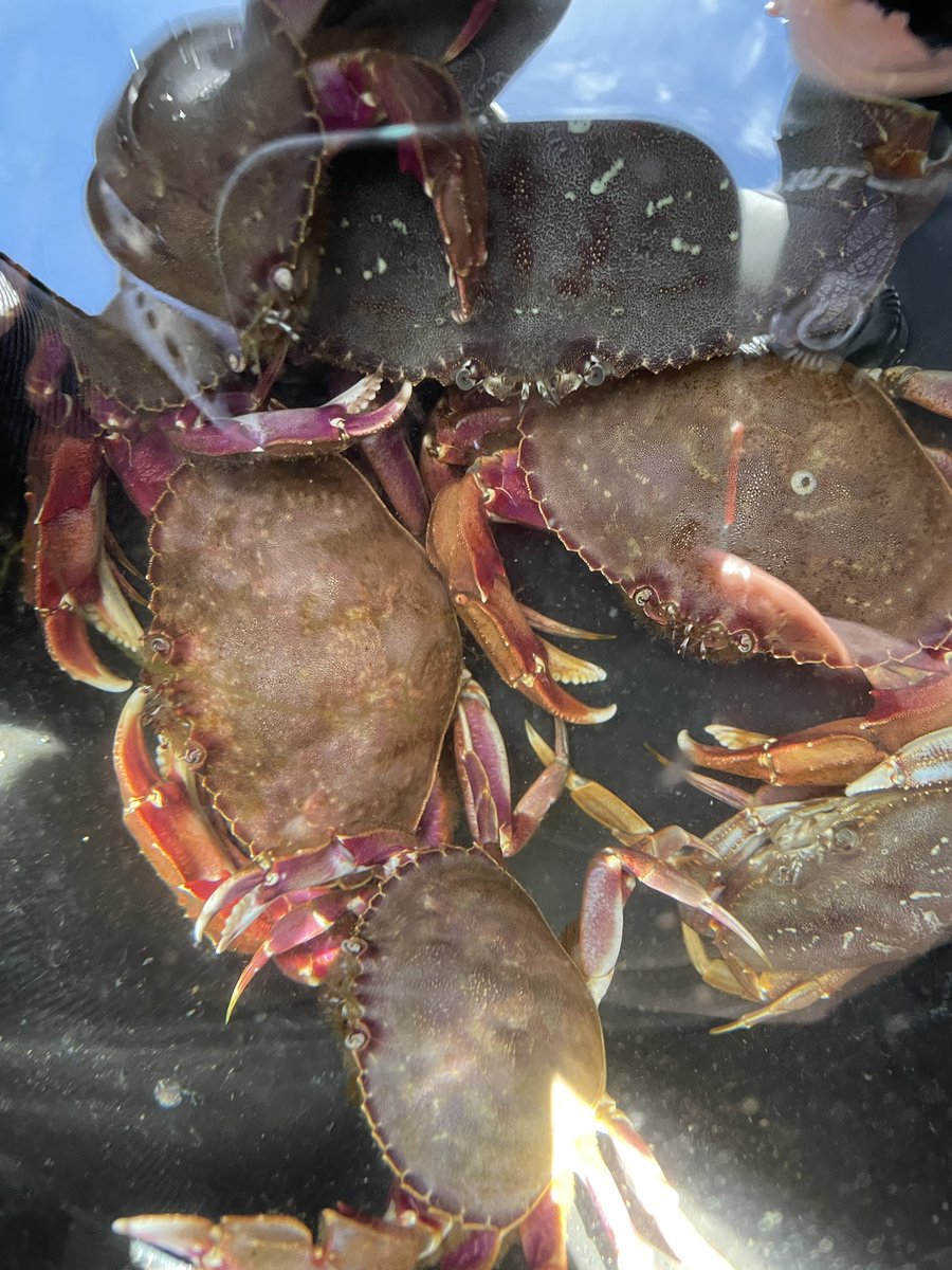 EmGLim's tweet photo. After striking out at a few sites we finally hit the crab jackpot! It’s been an all hands on deck situation measuring their pee and I’m SO grateful to @kiarakattler, @bickell_andrew, @ElizabethOishi and Bridget for helping out! https://t.co/XDSy8VK90T