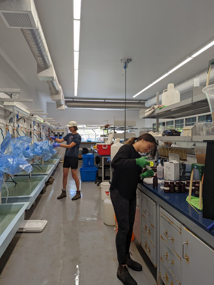 EmGLim's tweet photo. After striking out at a few sites we finally hit the crab jackpot! It’s been an all hands on deck situation measuring their pee and I’m SO grateful to @kiarakattler, @bickell_andrew, @ElizabethOishi and Bridget for helping out! https://t.co/XDSy8VK90T