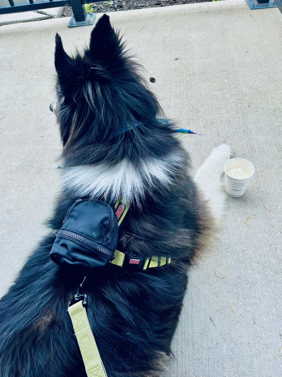 cmcubfan's tweet photo. Me: I’m going to save so much money this year!
Also Me: buys mini Lululemon backpack for the five times a year I take my canine nephew for patio beers and puppachinos!
#poorforever #gonnadiealone #nano #Lululemon https://t.co/9UqS8A5eYq