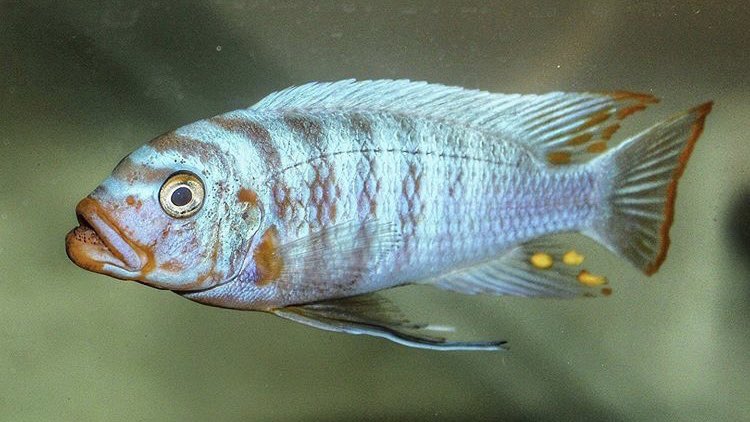 What are some of your favorite fish? 🫵 🐠👇

Here’s mine—𝑀𝑒𝑡𝑟𝑖𝑎𝑐𝑙𝑖𝑚𝑎 𝐹𝑎𝑖𝑛𝑧𝑖𝑙𝑏𝑒𝑟𝑖 𝐼𝑘𝑜𝑚𝑏𝑒 ‘Gold Breast’ 2020 photograph by Nemo