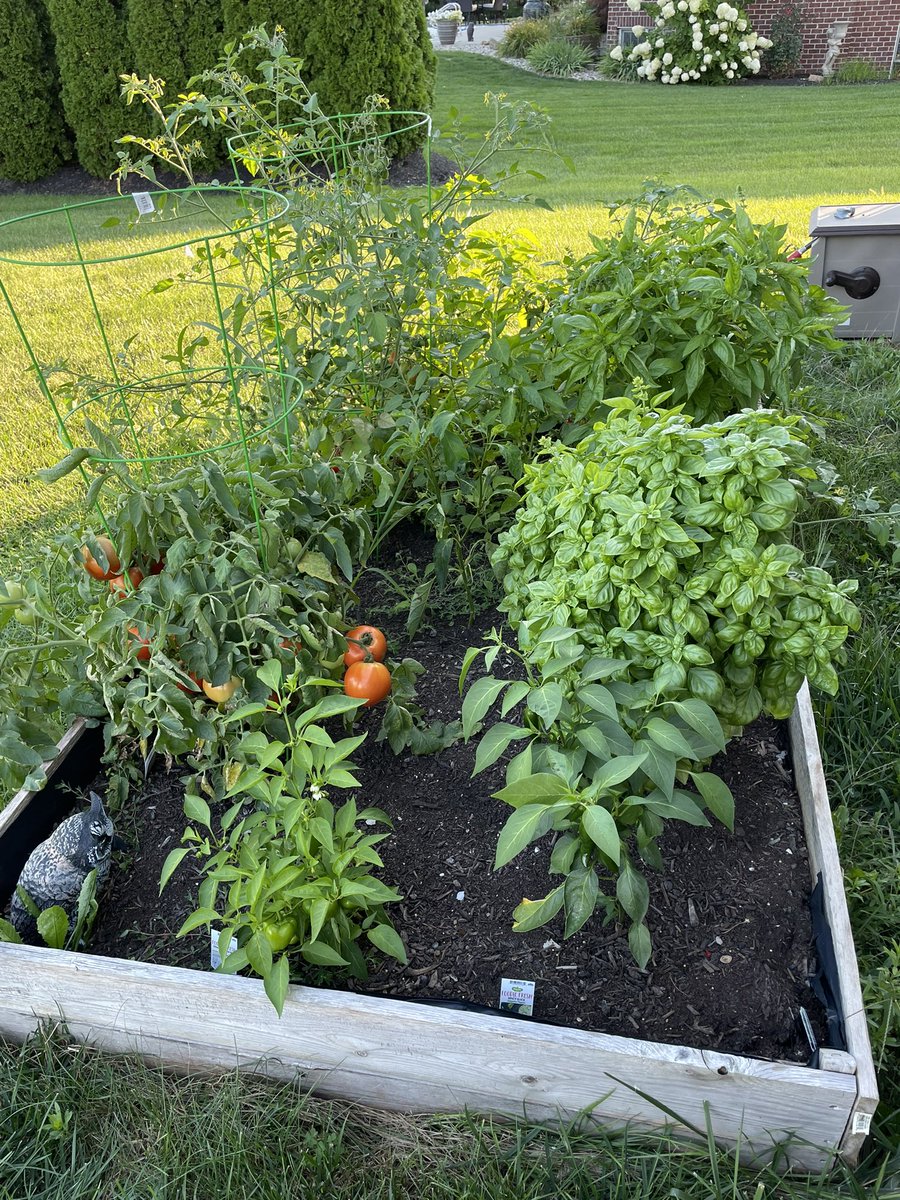 Brianindy3's tweet photo. I grew a garden so I could buy #bitcoin instead of produce 🥬 https://t.co/dodtTF7IiW