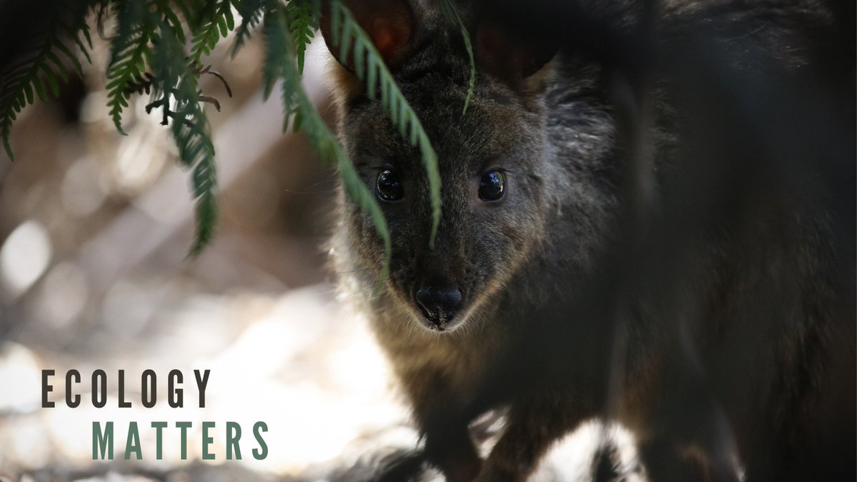 Ecological Society of Australia tweet media