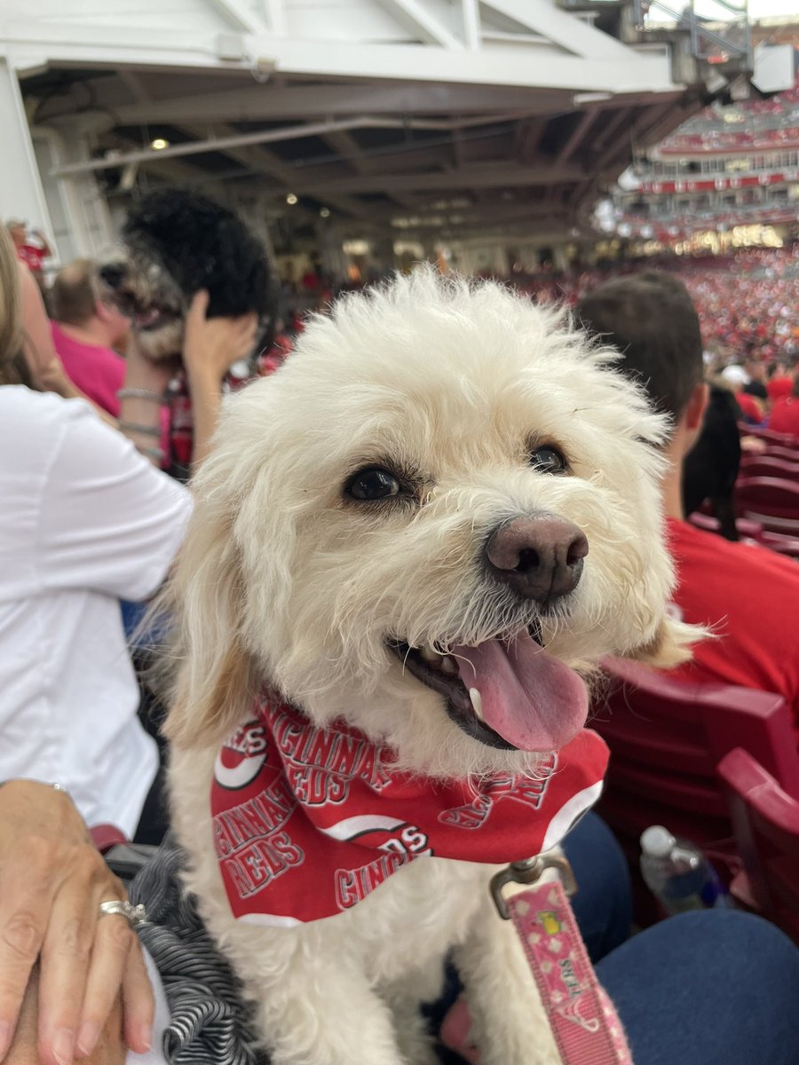 Sterling Cut Glass (@scggolf) on Twitter photo Augusta is happy to be back@#BarkInThePark watching other dogs <a href="/Reds/">Cincinnati Reds</a> game. So much fun last year. Back to golf tomorrow! Augusta is happy to be back@#BarkInThePark watching other dogs <a href="/Reds/">Cincinnati Reds</a> game. So much fun last year. Back to golf tomorrow!