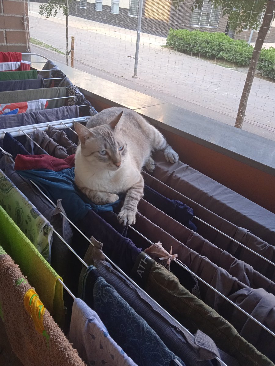 Extremehorrorf's tweet photo. Cat https://t.co/x7fjR45159
