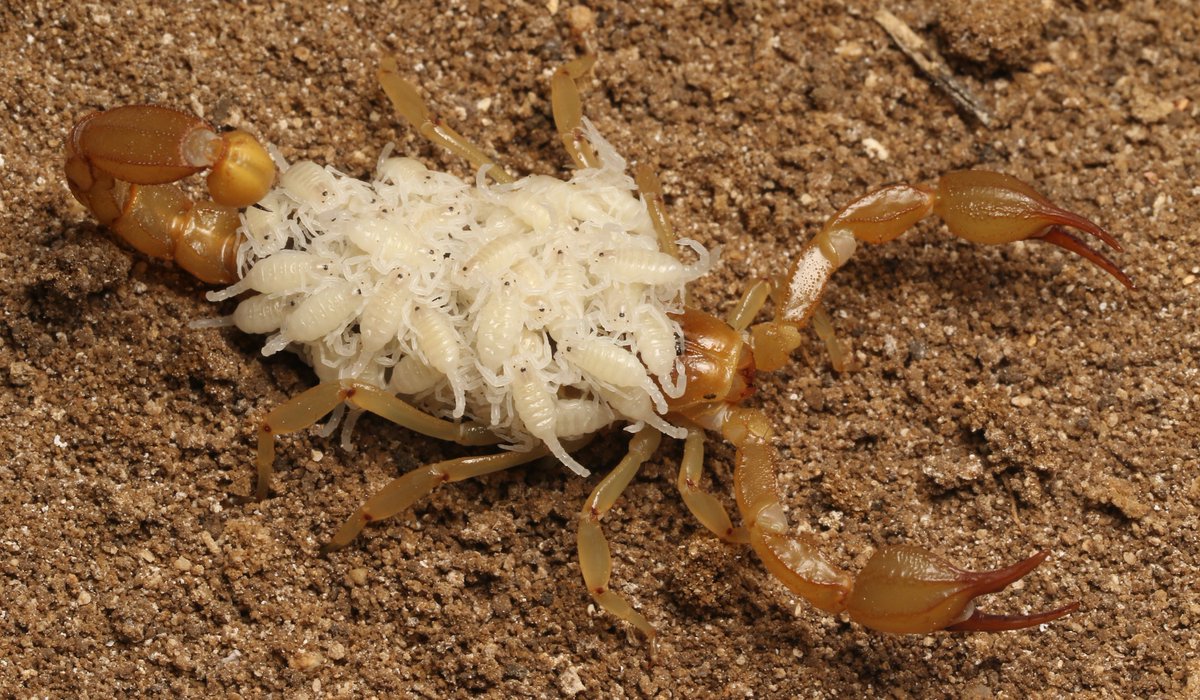 fatal3rror's tweet photo. Paruroctonus soda (Female specimen in photo) and Paruroctonus conclusus are newly identified playa scorpion species discovered by two Bay Area high school students using @inaturalist while adventuring in the Mojave Desert!

https://t.co/S6XZUsAne1 https://t.co/N0DDYKCSHW