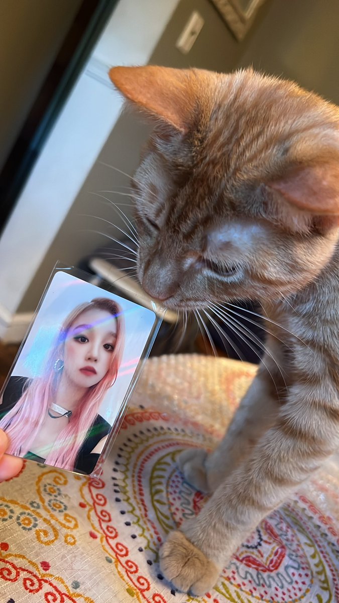 ALEXISLOONA's tweet photo. the way i used a napkin as the background… loona the broke sorry here’s yuqi with my cat 😭😭😭😭😭😭😭😭 https://t.co/xo7EGy3GUk