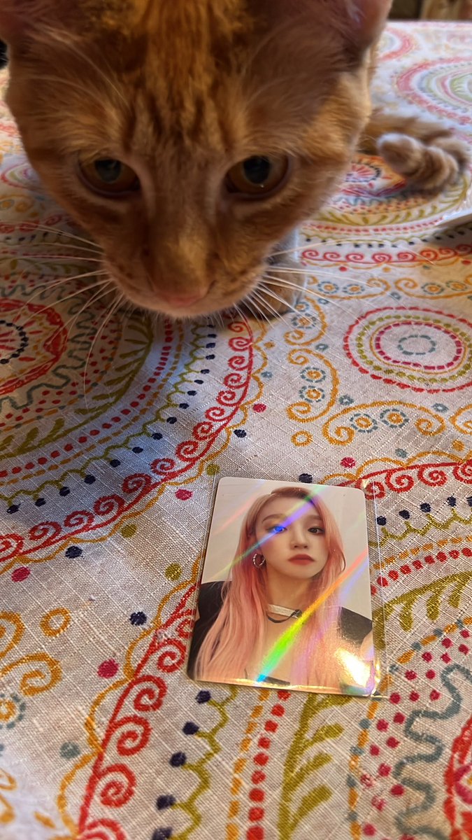 ALEXISLOONA's tweet photo. awwww mr. creamsicle is protecting yuqi…. https://t.co/CMYWWzc5sK