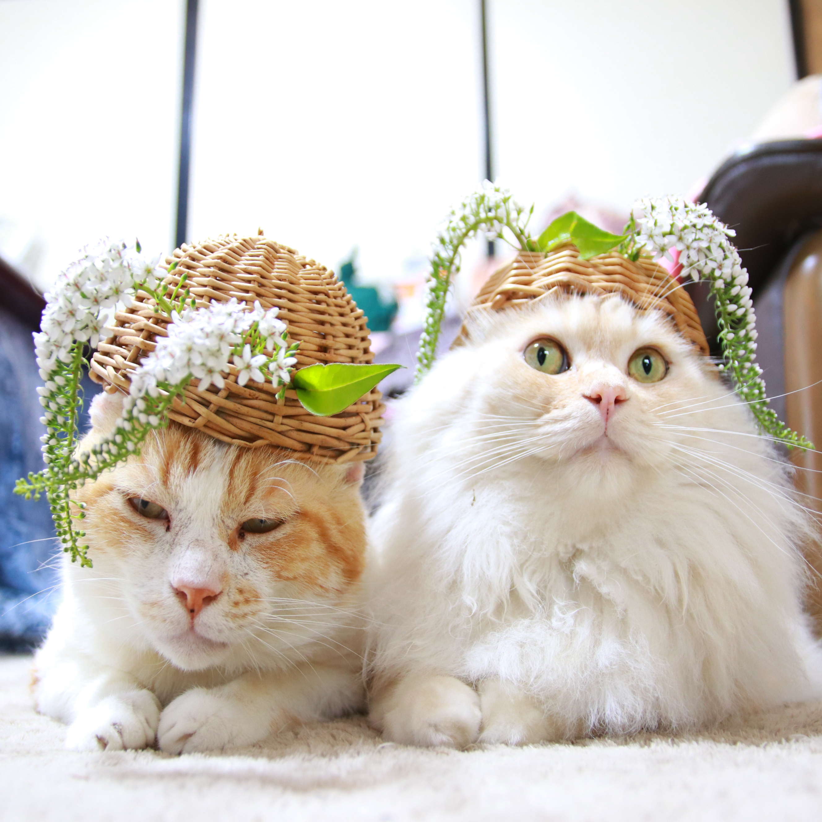 かご猫 Blog 岡虎ノ尾 のせ猫 T Co Qqu1su9sqy ねこ のせ猫 オカトラノオ うずまき もふもふ 花 Youtube T Co 0ycqhtl0mu Twitter