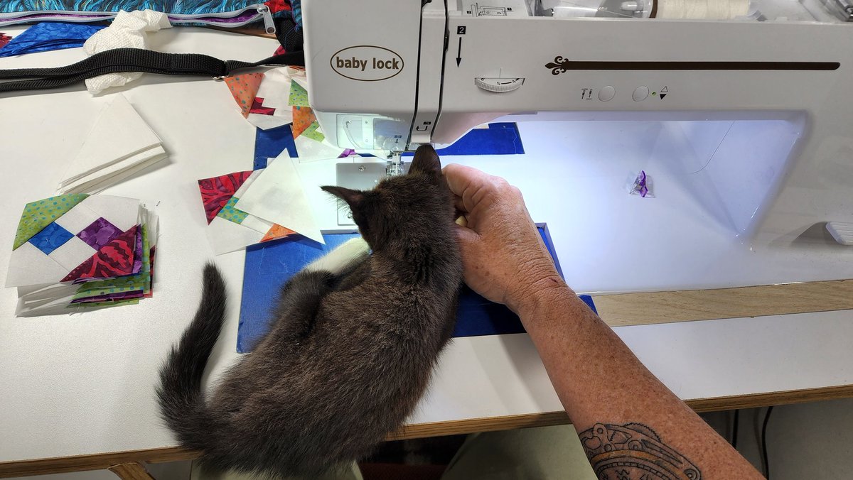 Edover60's tweet photo. This little baby adopted me today. Dumped. Starving. Maybe 2 months old. She's mine now, forever. ❤️❤️❤️ https://t.co/O6U6RjpWTI