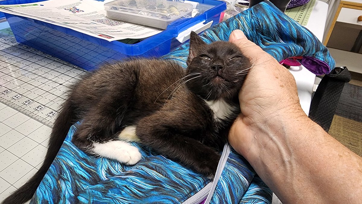 Edover60's tweet photo. This little baby adopted me today. Dumped. Starving. Maybe 2 months old. She's mine now, forever. ❤️❤️❤️ https://t.co/O6U6RjpWTI