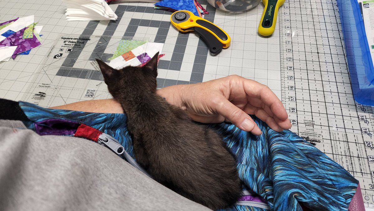 Edover60's tweet photo. This little baby adopted me today. Dumped. Starving. Maybe 2 months old. She's mine now, forever. ❤️❤️❤️ https://t.co/O6U6RjpWTI