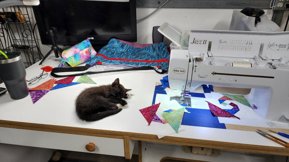 Edover60's tweet photo. This little baby adopted me today. Dumped. Starving. Maybe 2 months old. She's mine now, forever. ❤️❤️❤️ https://t.co/O6U6RjpWTI