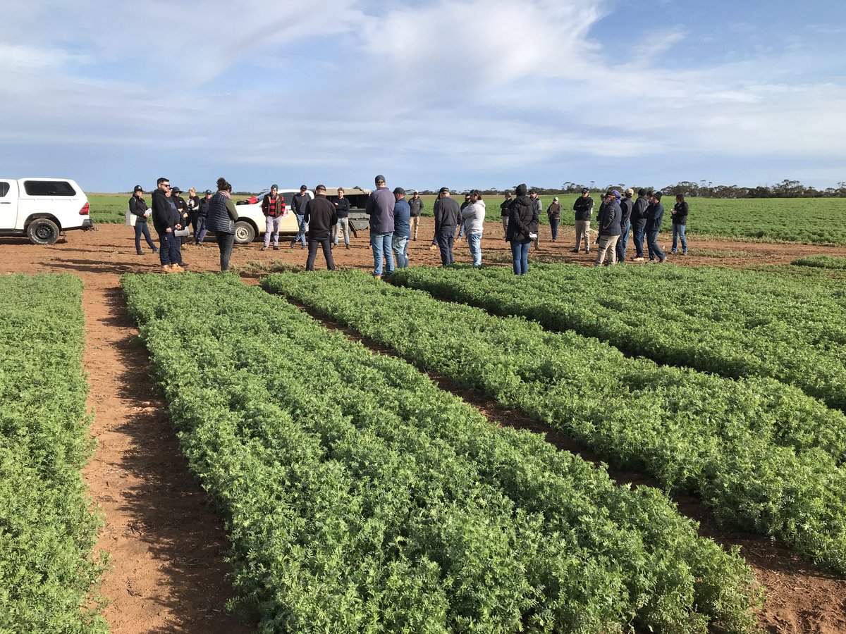 Ouyen field day in the Victorian mallee. Checking out National Pulse physiology trials. Listening to Audrey Delahunty, Jason Brand and Michael Moodie