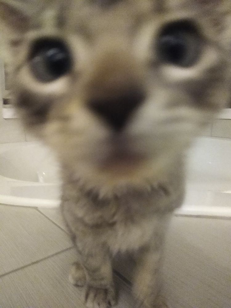 sunren04's tweet photo. @memesiwish I LOVE CATS PLS https://t.co/mTLQTa2DzQ