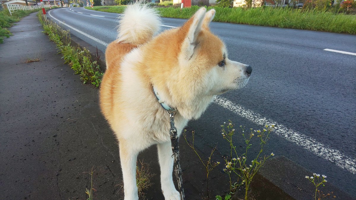 aniski001's tweet photo. おはようございます‼️今日もゴンドラはお休みしていますが、北斗は元気に散歩してますよ～🎶 #北秋田市 #秋田犬 #森吉山 https://t.co/w2f4Jl5jdK