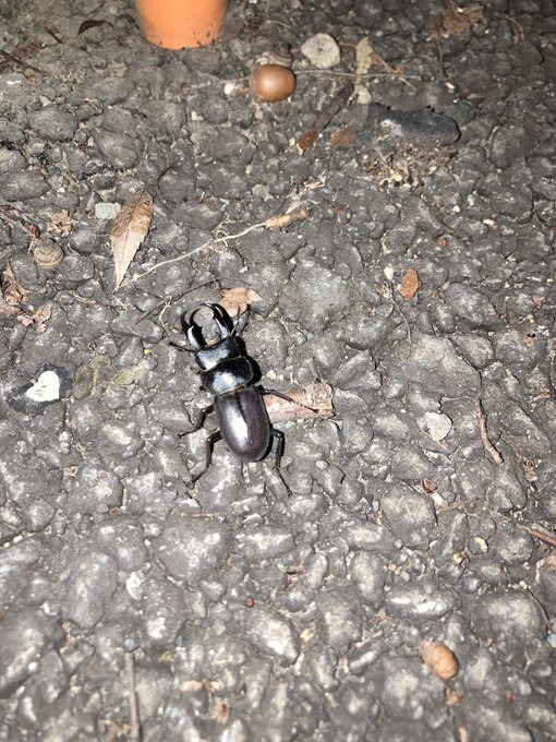 クワガタのtwitterイラスト検索結果