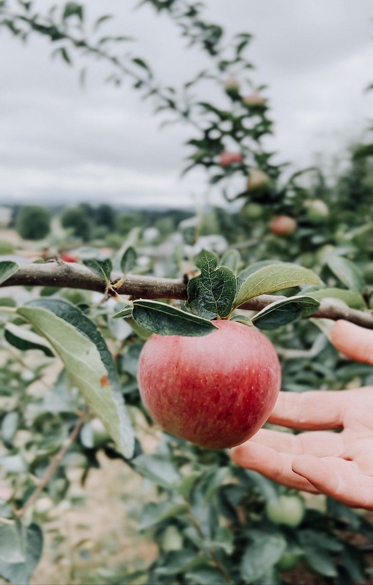 Our fruit orchard enhances our #BCorp commitment to support our Stoller Family community and creates a habitat that attracts bees, beneficial insects, and different #pollinators, bringing more and more diversity to the #vineyard. 
#oregonwinery #traveloregon #wine