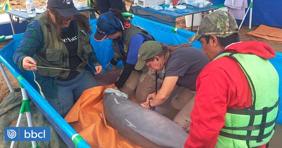 GreenGreatLife's tweet photo. #NoticiasAmbientales
¡RESCATAN EN BOLIVIA A SIETE DELFINES DE RÍO ATRAPADOS LEJOS DE SU AFLUENTE! 
(Imagen de @biobio) https://t.co/K8fGVnlmFf