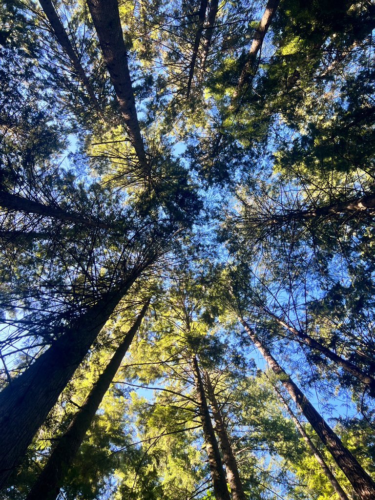 4 pic. Happiness is finishing the final veg survey after battling the sun and mosquitoes. Fourteen more forest bathing sessions + environmental measurements to go, and I’m done with my fieldwork.😅 #phdlife https://t.co/xJe5QxRplj