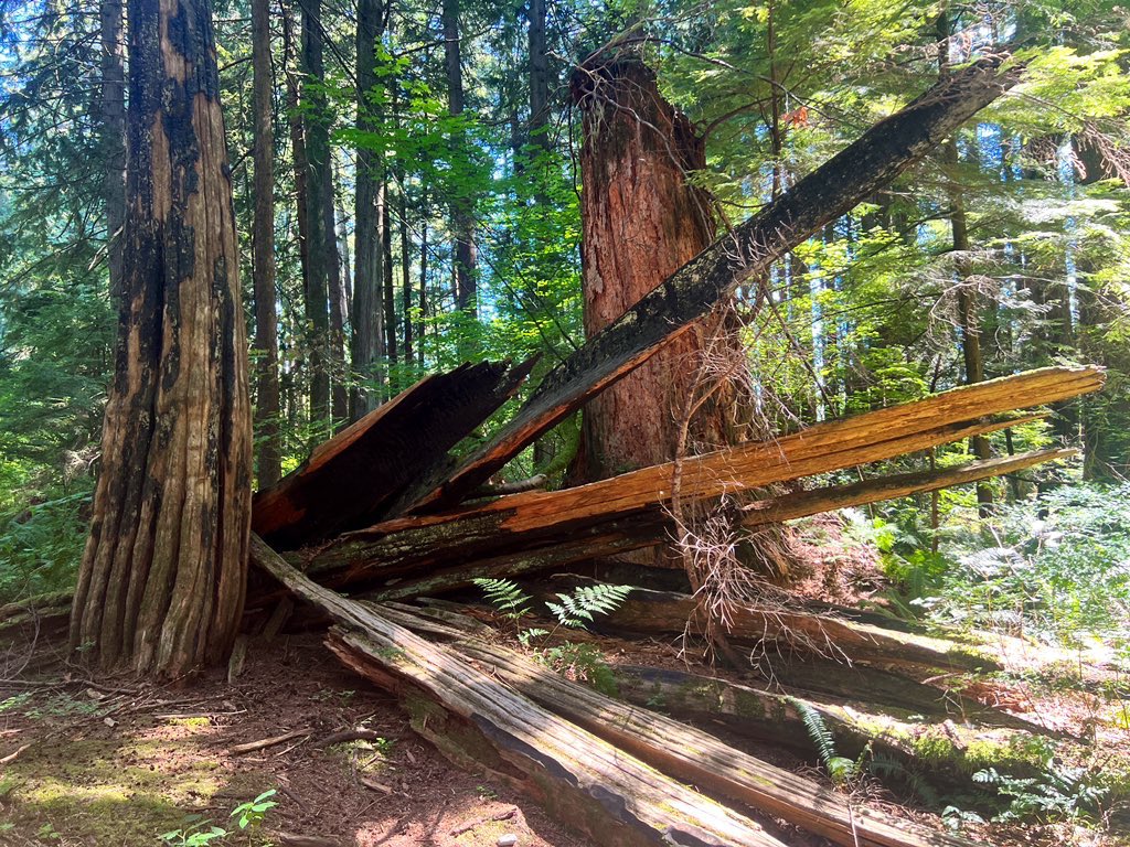 2 pic. Happiness is finishing the final veg survey after battling the sun and mosquitoes. Fourteen more forest bathing sessions + environmental measurements to go, and I’m done with my fieldwork.😅 #phdlife https://t.co/xJe5QxRplj