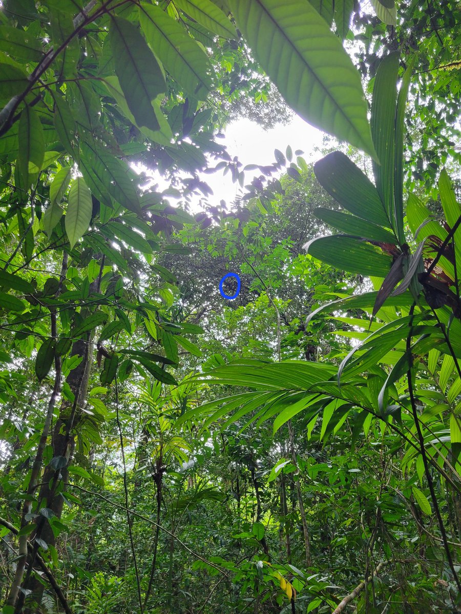 primatweeps's tweet photo. Time for the #FindThatPrimate reveal! Our mystery primate was ONE white-faced capuchin monkey (Photo: @KaelynDobson)! Half of you thought you saw a second monkey--I would wager that what you found was probably a termite found! #PrimatePlaytime #Primatology #SciComm https://t.co/2FCdZJlx7o