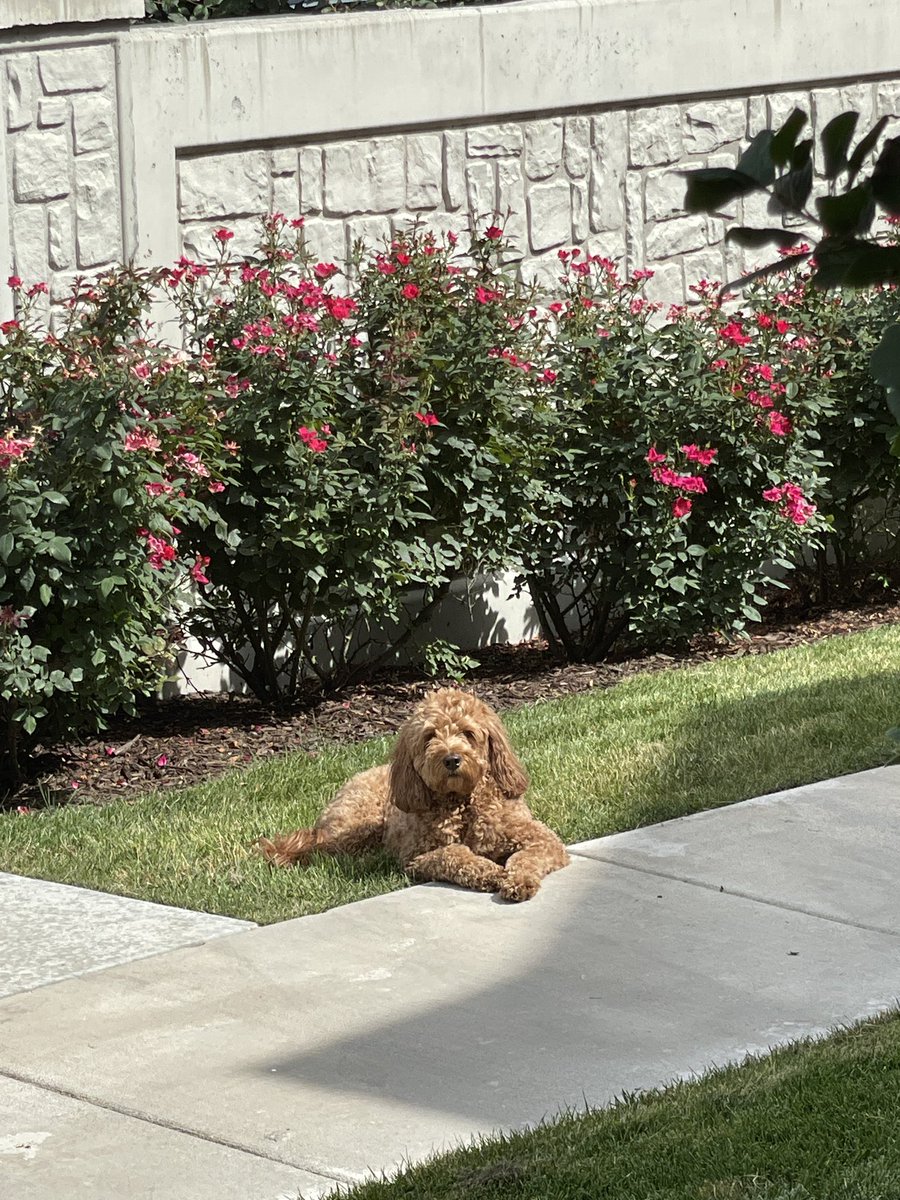 taylor_isom2's tweet photo. @andyisom100K Puppy https://t.co/LOYRN7znsn