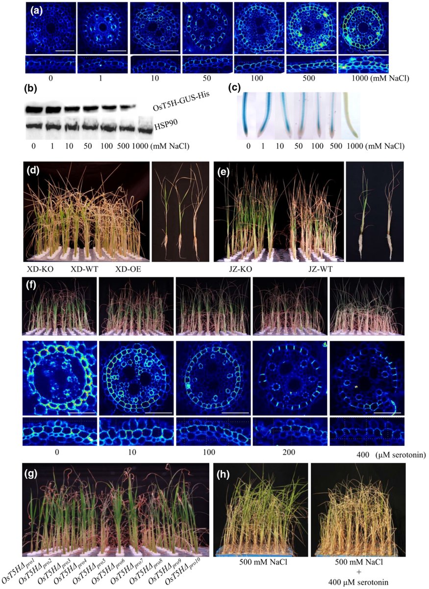 NewPhyt's tweet photo. An ABA-serotonin module regulates root suberization and salinity tolerance https://t.co/wD26IchQIO https://t.co/j8ObXi5Hzd