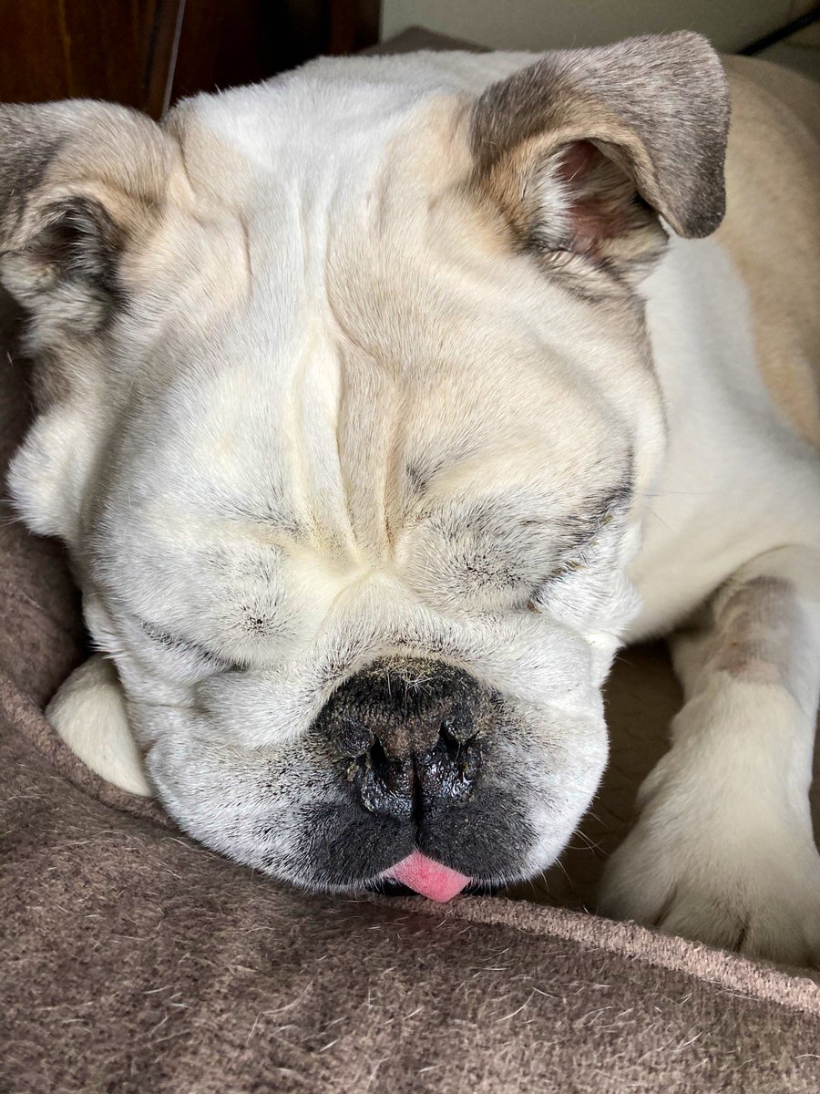 Happy TOT to all my pals! This was the last one my mama captured of me - the day before I crossed the 🌈bridge. Missing all y’all, but keeping an eye on you from over here ✨  #bulldog #tot #tongueouttuesday #dogsoftwitter #bulldogsoftwitter #otrb