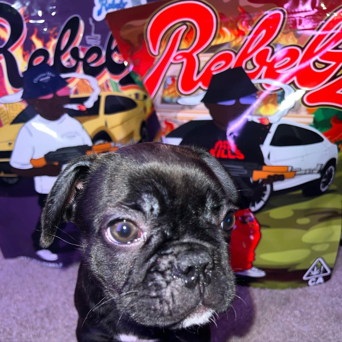 WopTalks's tweet photo. REBEL UP https://t.co/ZsKM8vcHjE