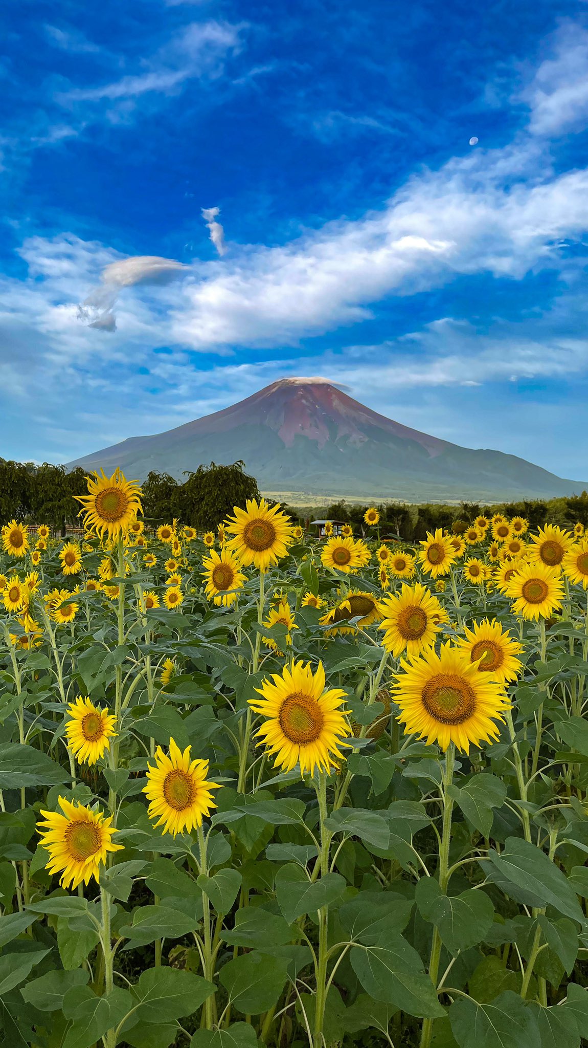 Saya Lluv Chunaka6 Twitter