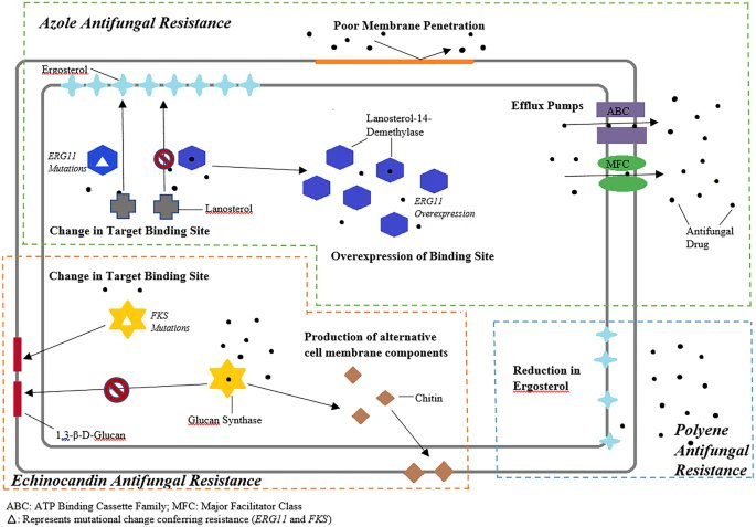ABsteward's tweet photo. 🌟Nice review 🌟ICYMI
Antifungal Resistance and the Role of New Therapeutic Agents #IDTwitter #medtwitter #TwitteRx #MedEd 
https://t.co/vSbq6PQG23 https://t.co/K5EPLibCeO
