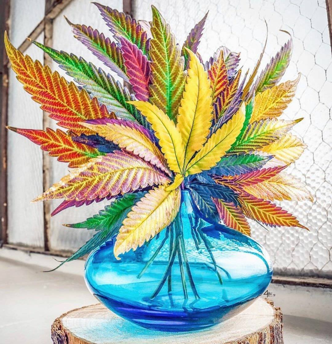 CannabisHubHQ: So beautiful!

#cannabiscommunity #cannabisculture #cannabisindustry