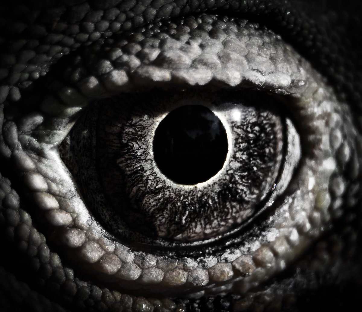 My favourite macro shot so far. Who can guess what animal this is? 🤩