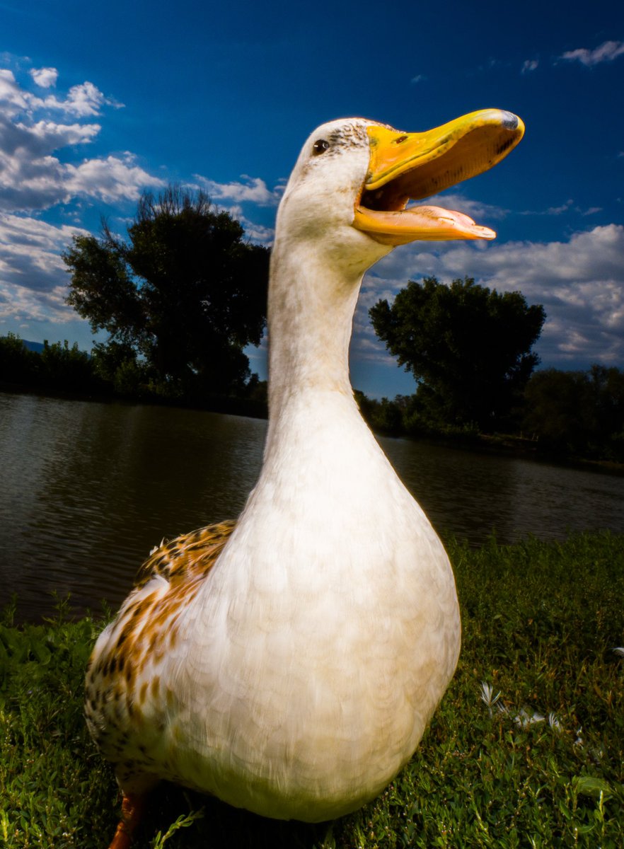 DuckFoodBot's tweet photo. if you’re happy and you know it give me noms 🎤

(retweet to send those happy noms https://t.co/bCx4zPvQWf) https://t.co/sD1MufPVCz