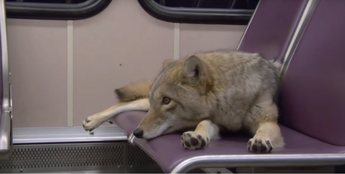 steveburgess1's tweet photo. Skytrain right now: #VancouverWolf https://t.co/8IMmeCUjf1