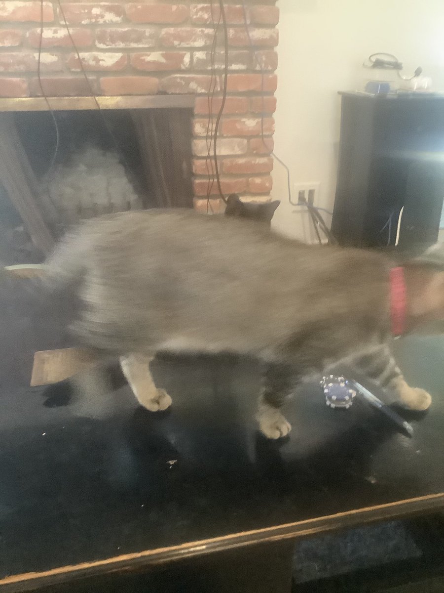 LittleItaly02's tweet photo. Kitty collars came in.🙀🙀They aren’t fans of it https://t.co/LFVTNSBtIG