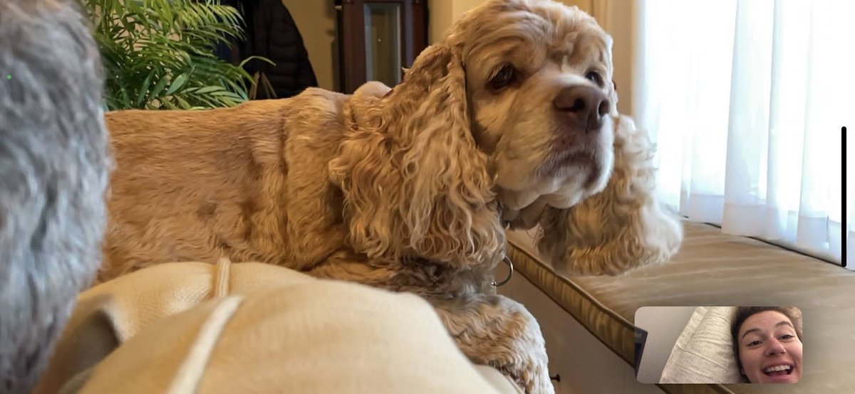 TheoCocker's tweet image. My mom started grad school, so I have not been as active as I'd like on here. She keeps making me FaceTime her because she misses me 🙄 I am great at looking at the camera, a natural!😁😇🥰