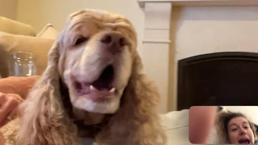 TheoCocker's tweet image. My mom started grad school, so I have not been as active as I'd like on here. She keeps making me FaceTime her because she misses me 🙄 I am great at looking at the camera, a natural!😁😇🥰