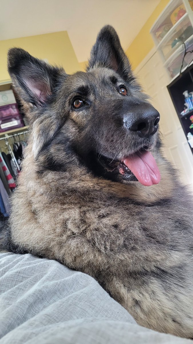 SaltPixie's tweet photo. @WolfyNotWitch Shiloh Shepherddddd https://t.co/EWhNVWVgnj