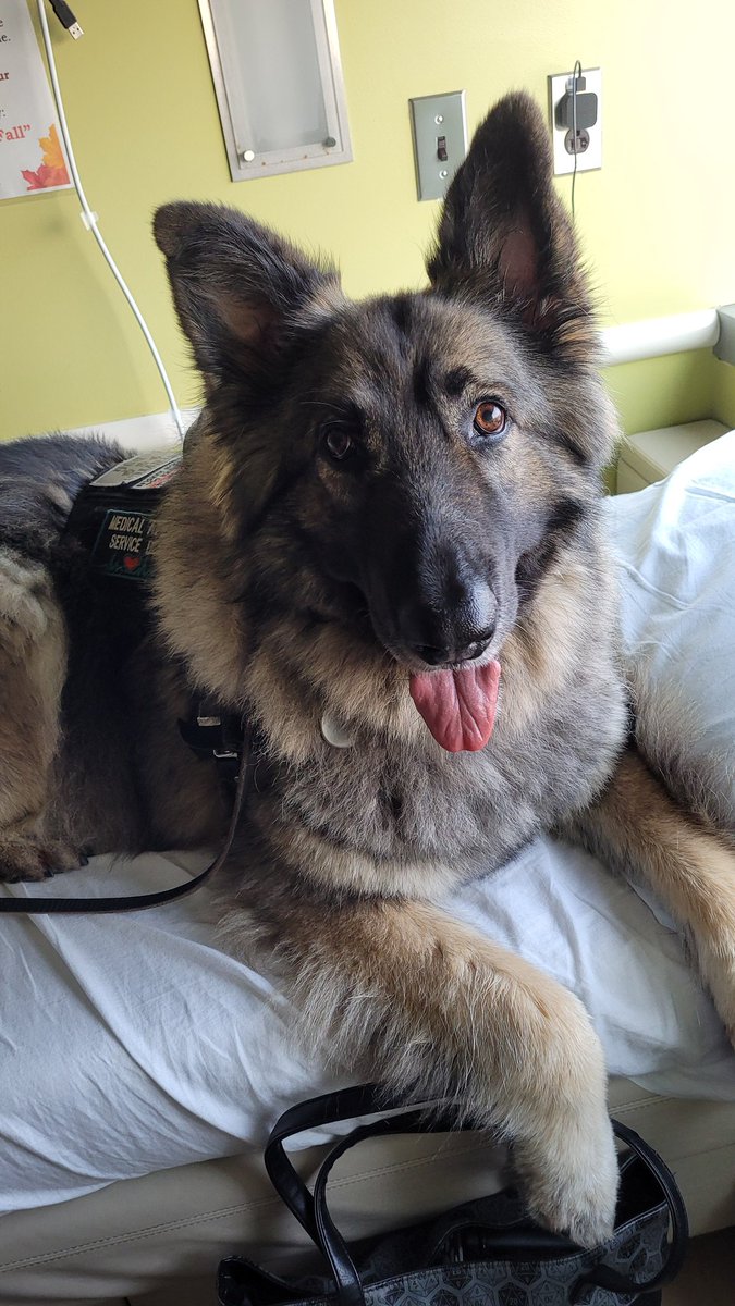 SaltPixie's tweet photo. @WolfyNotWitch Shiloh Shepherddddd https://t.co/EWhNVWVgnj