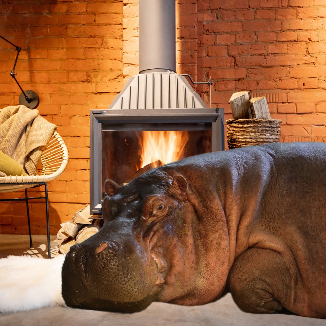 Timothy The Hippo 🦛 tweet media