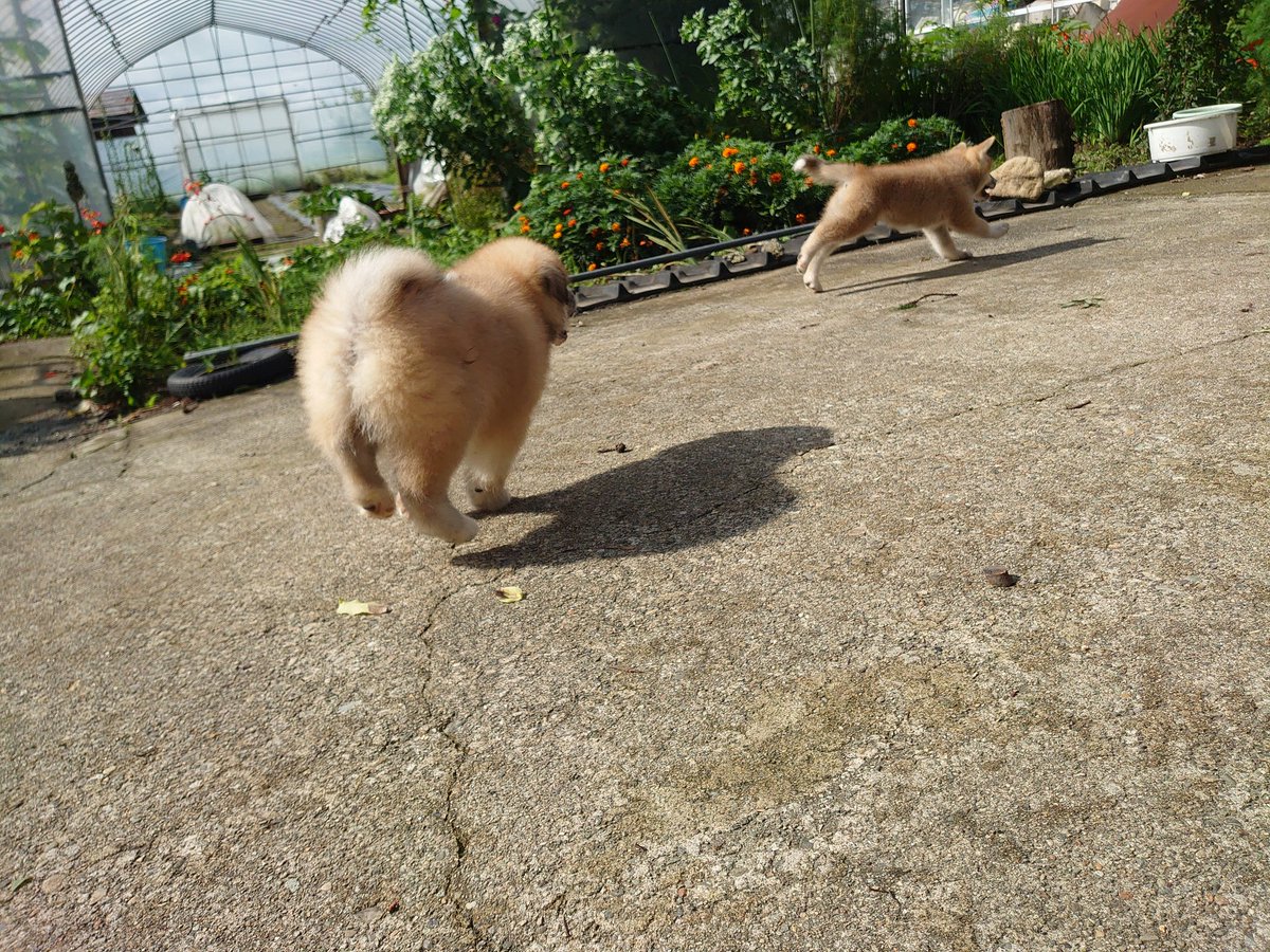 April4may5's tweet photo. このお尻ヤバい😁
#AKITAINU
#秋田犬
#ムク毛
#仔犬 https://t.co/A3iZN4dR46